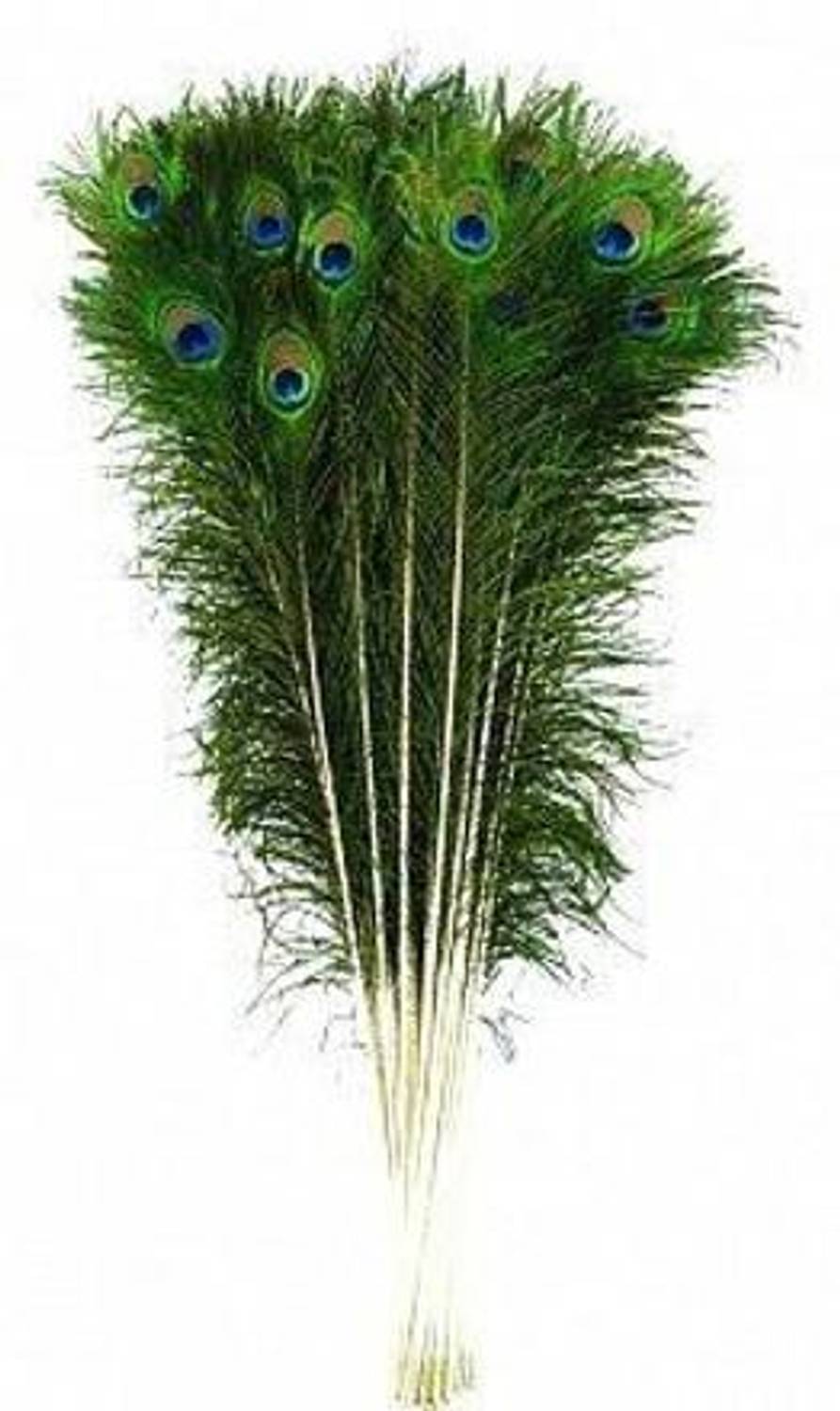 buyeasy Pack of 10 Decorative Feathers