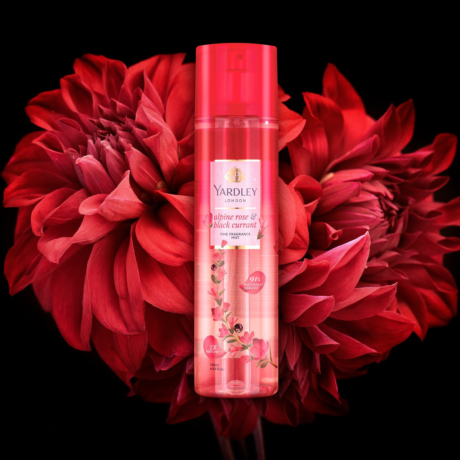 Image of Yardley London Alpine Rose & Black Currant Fine Fragrance with 2X Perfume Body Mist - For Women
