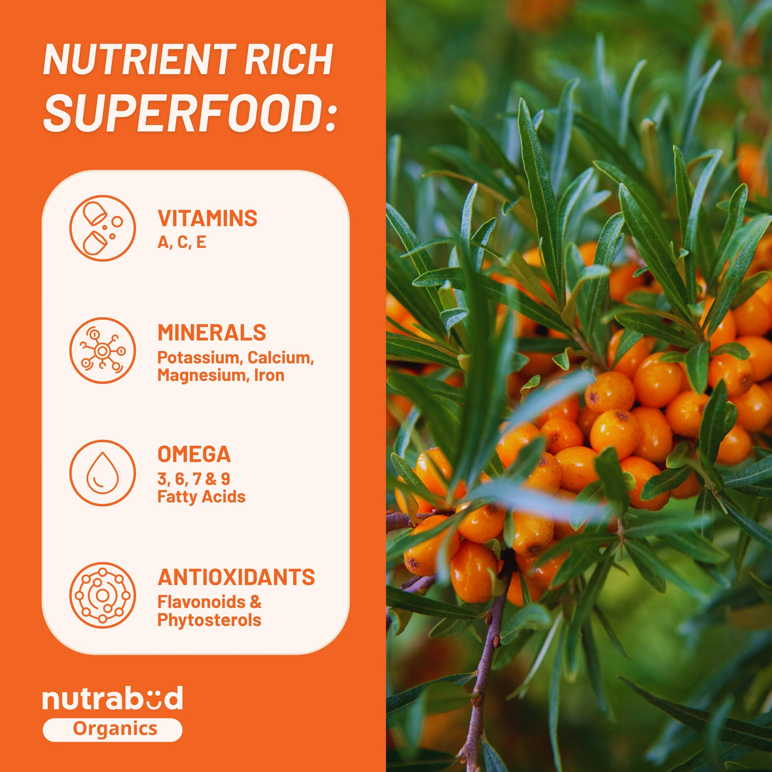 Image of Nutrabud Sea Buckthorn Juice - Sourced From Ladakh - Rich in Omega-3,6,7,9 & Vitamin-C