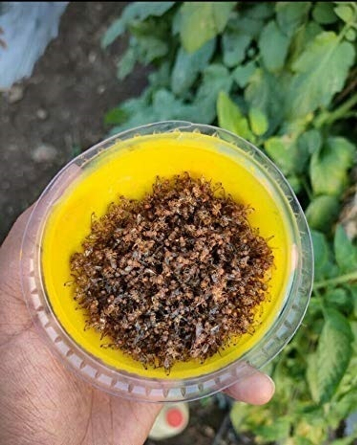 Image of S K Agrotech Bactrocera Dorsailas- fruit fly pheromone lure. used in all fruit crop.