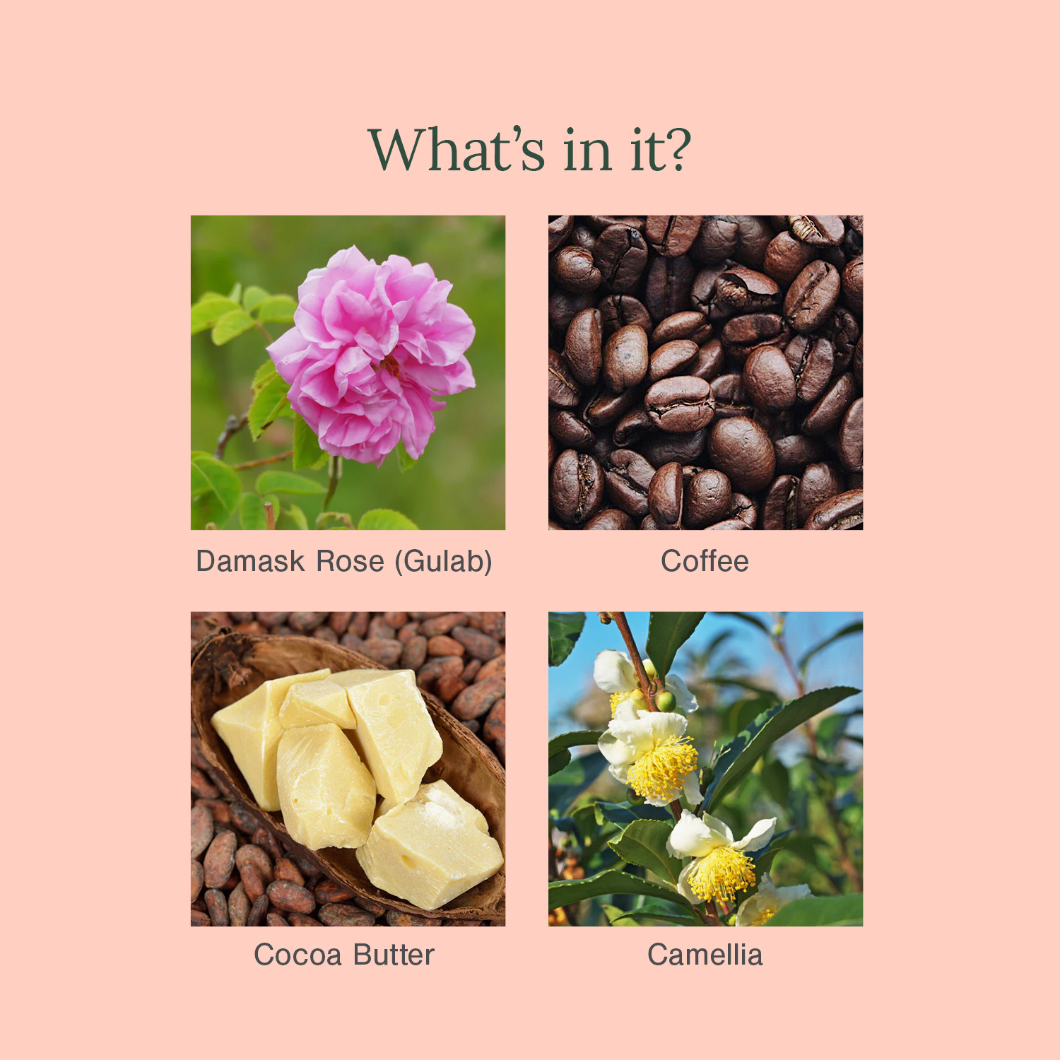 Image of Juicy Chemistry Damask Rose+Coffee Organic Under Eye Cream For Dark Circles, Wrinkles, Puffiness