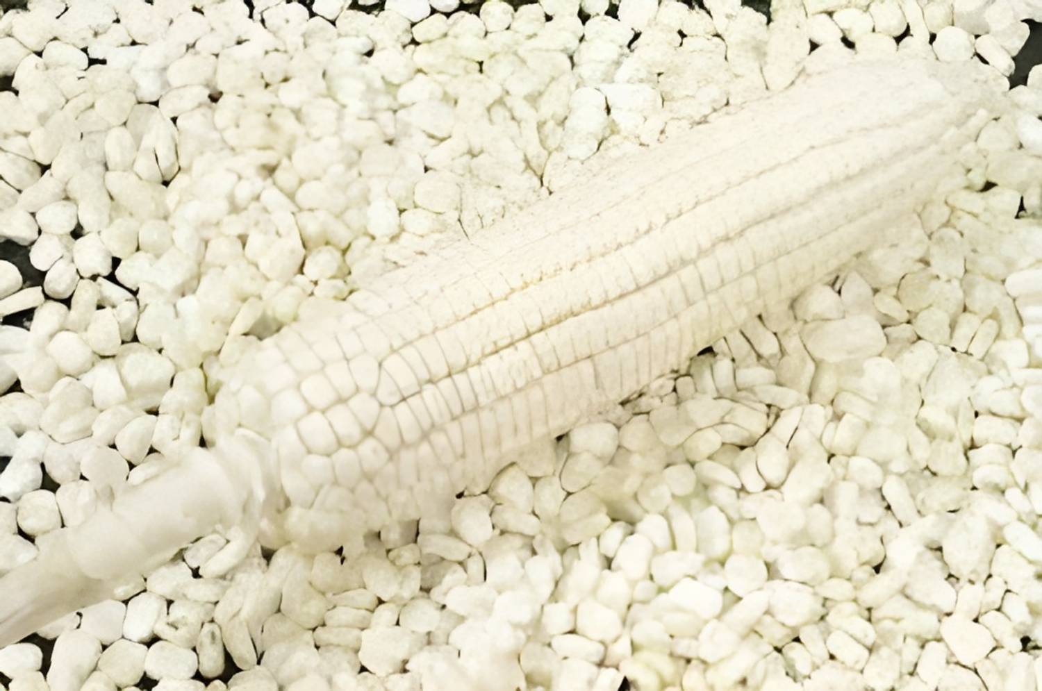 SS520 White Corn Flour 250g - Image 2