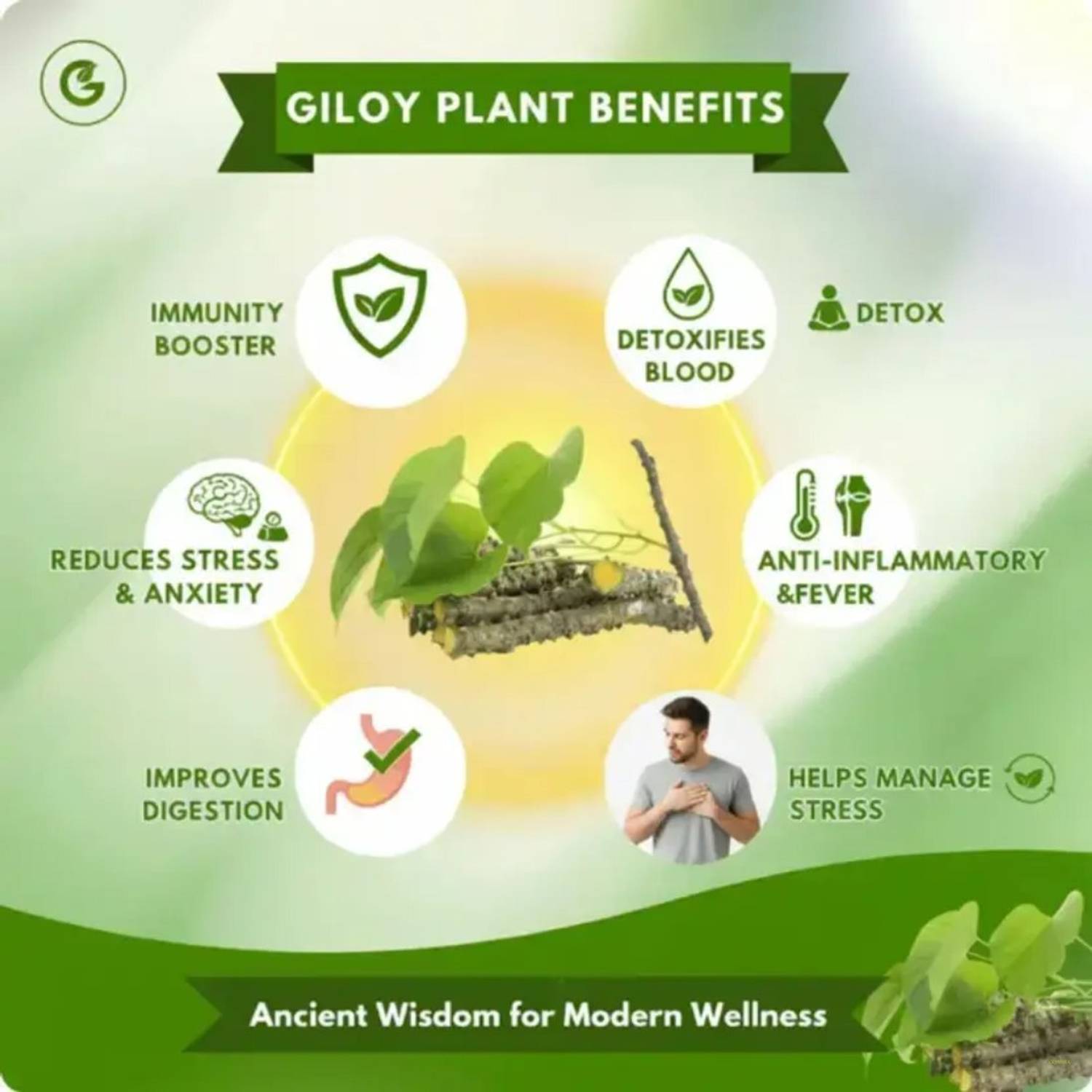 CHIWA Herbal Giloy Patches | Plant Based For Refreshing Wellness Habit Use