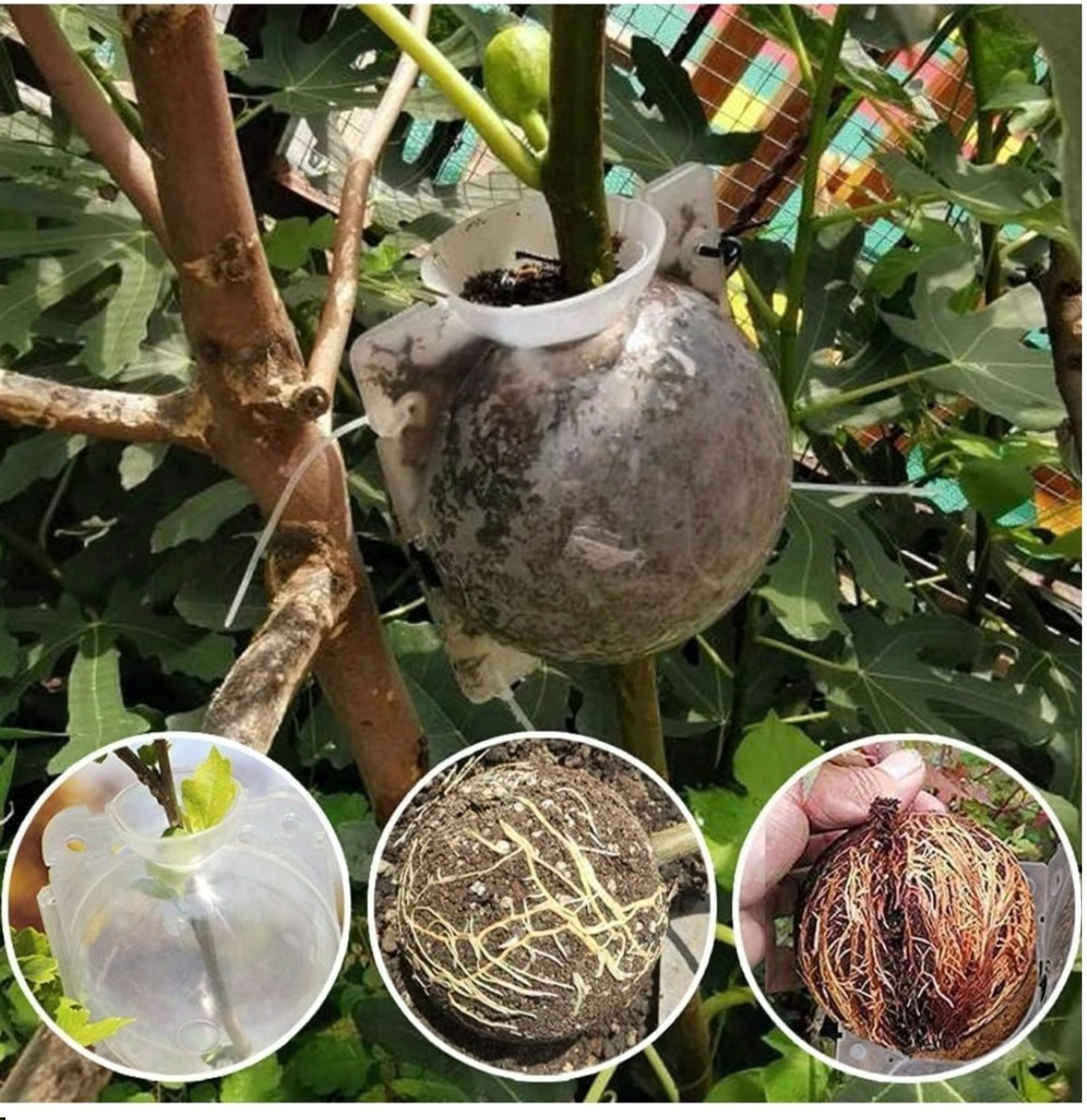 Image of SK ORGANIC Grafting Ball SK4 Garden Tool Kit