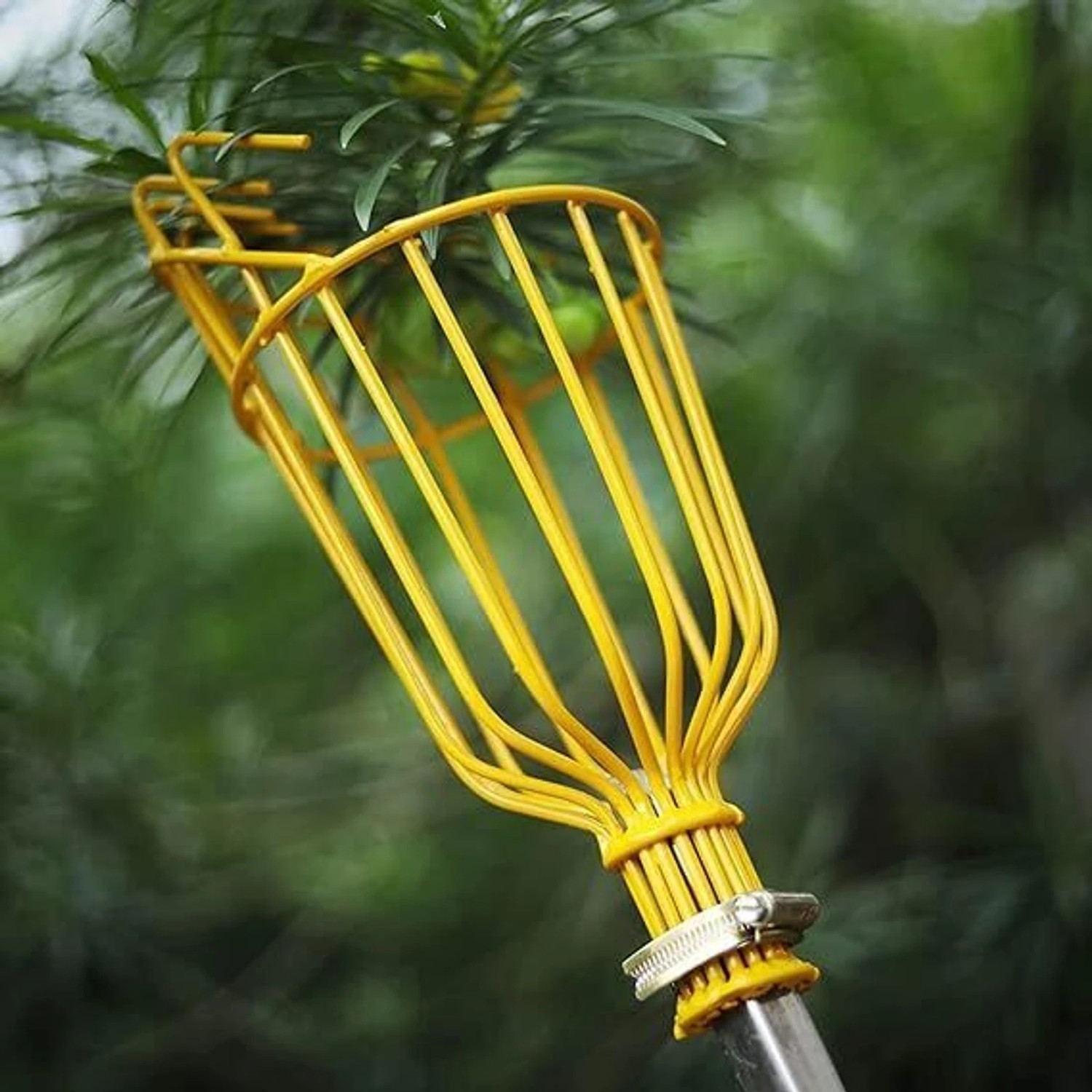Image of SAS Fruit Picker Head | Fruit and Mango Plucker Basket for Tree Harvesting Garden Garden Tool Kit