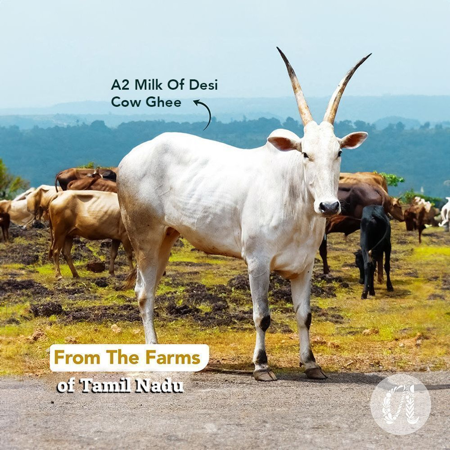 Image of Anveshan Bilona-Churned A2 Cow Ghee Glass Bottle (250 ml)