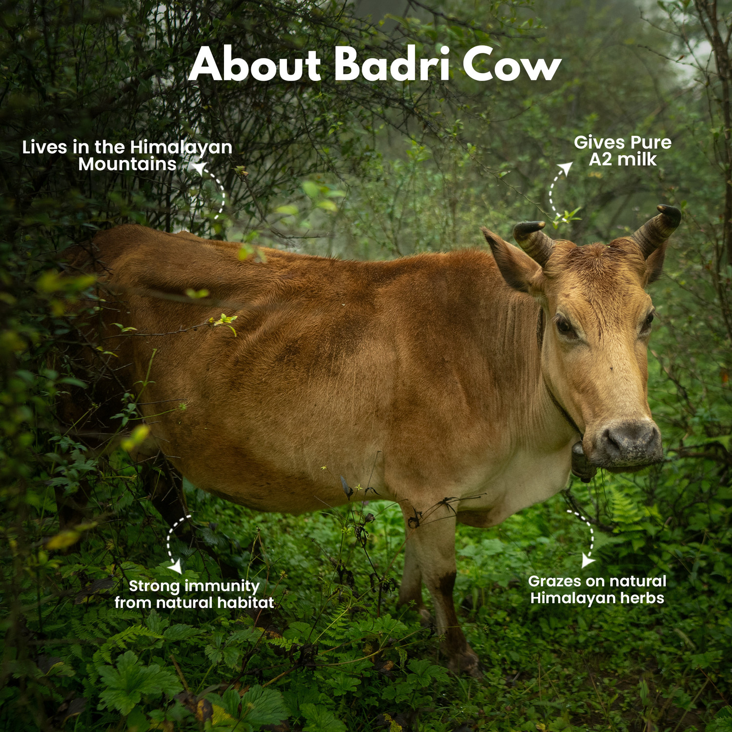 Image of Namakwali A2 Badri Cow Ghee, Glass Bottle, Bilona Method Ghee Glass Bottle