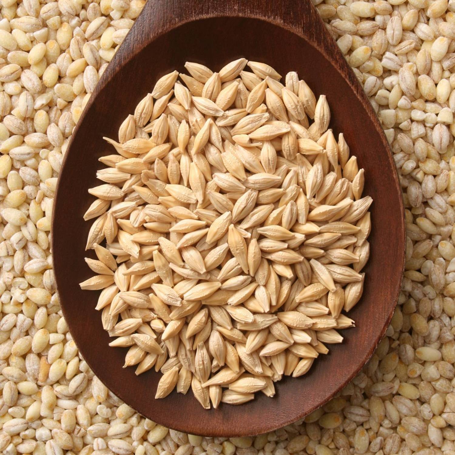 FreshTrain Organic Raw Barley Seeds | Jau Beej | Barley Grain