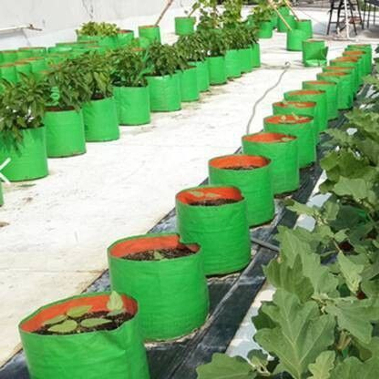 Image of GROWTOP Terrace Gardening Round Shape Grow Bags 9Inch9Inch (Pack of 8) Grow Bag