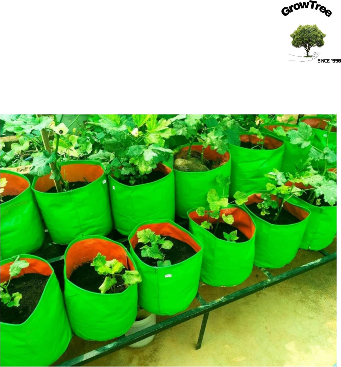 GrowTree 12x12 inch HDPE Grow Bags 260 GSM 8 Pack - Image 4
