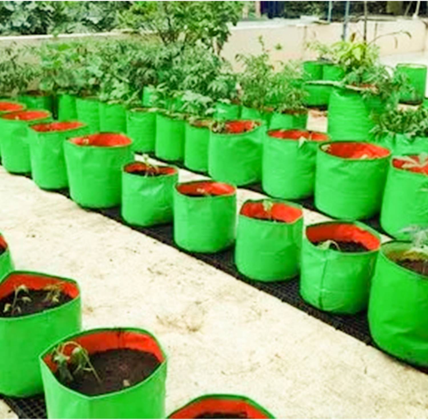 heliland grow bags for gardening, tree plant plastic bag, 5 types of free  seeds Grow Bag Price in India - Buy heliland grow bags for gardening, tree plant  plastic bag, 5 types
