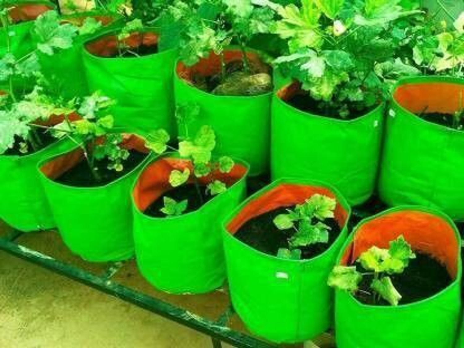 Image of GROWTOP Terrace Gardening Round Shape Grow Bags 9Inch9Inch (Pack of 8) Grow Bag