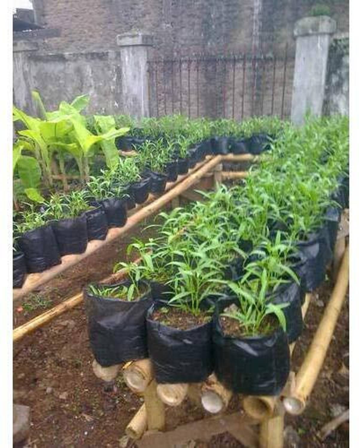 Agritech Emart Black Nursery Cover/Plant Grow Bag -12inch x 12 inch (10) Grow Bag