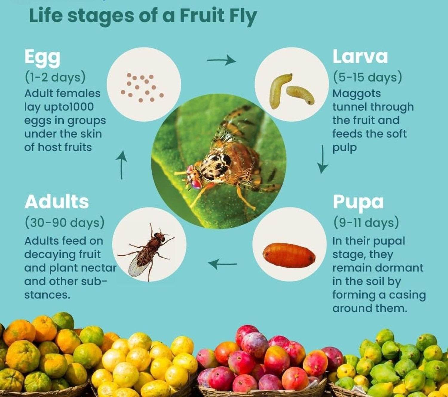 Image of S K Agrotech Bactrocera Dorsailas- fruit fly pheromone lure. used in all fruit crop.