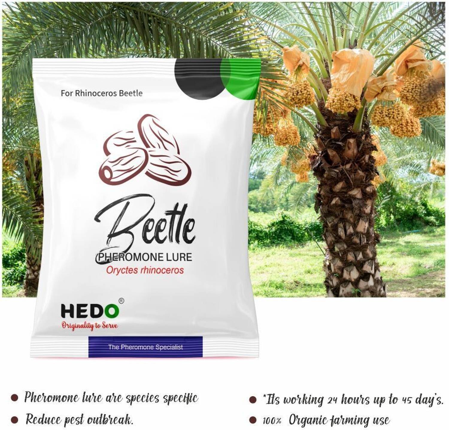 HEDO Bucket Trap & Lure for Red Palm Weevil (Rhynchophorus