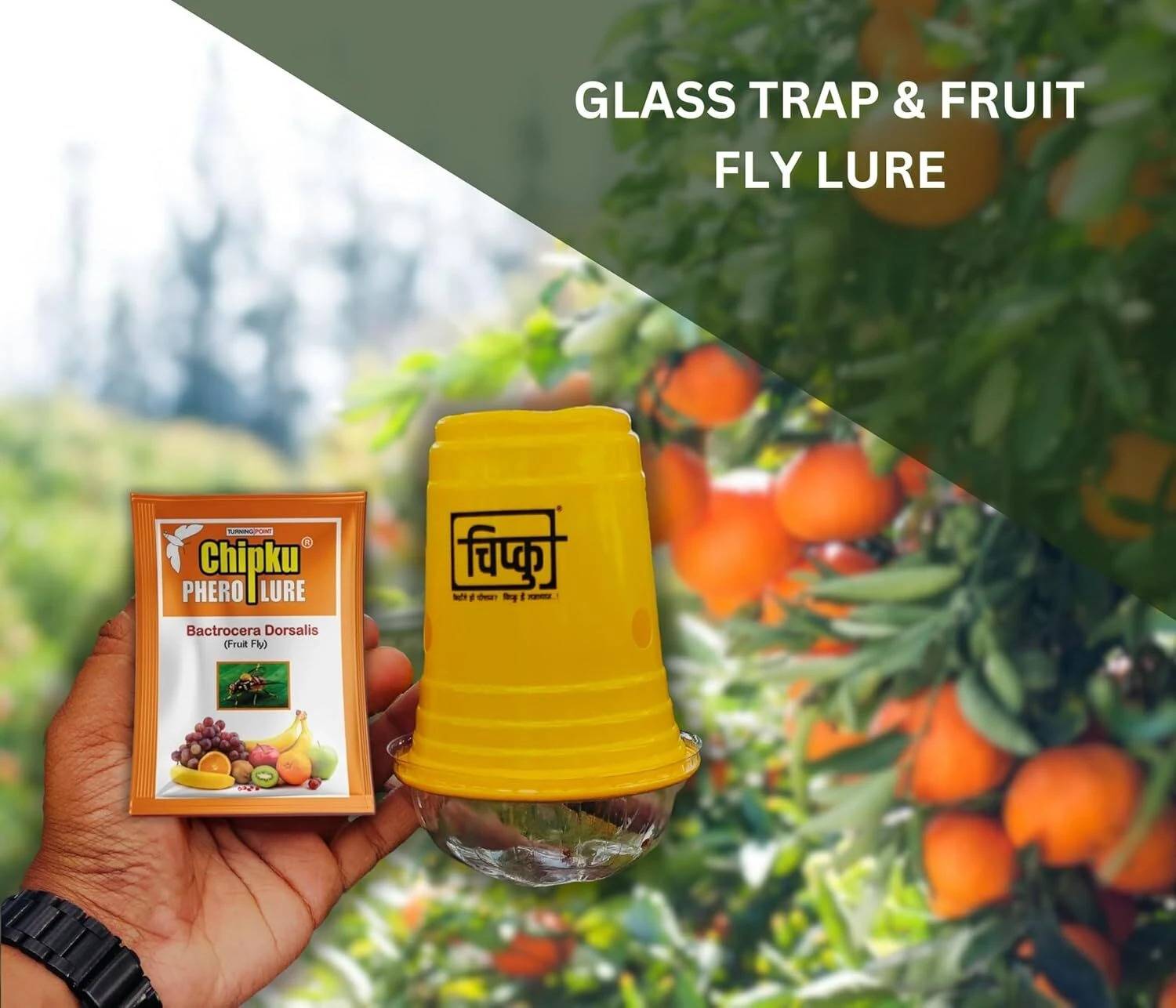 Chipku Glass Trap with fruit Fly Lure Pack Of 2 / Pheromone Trap
