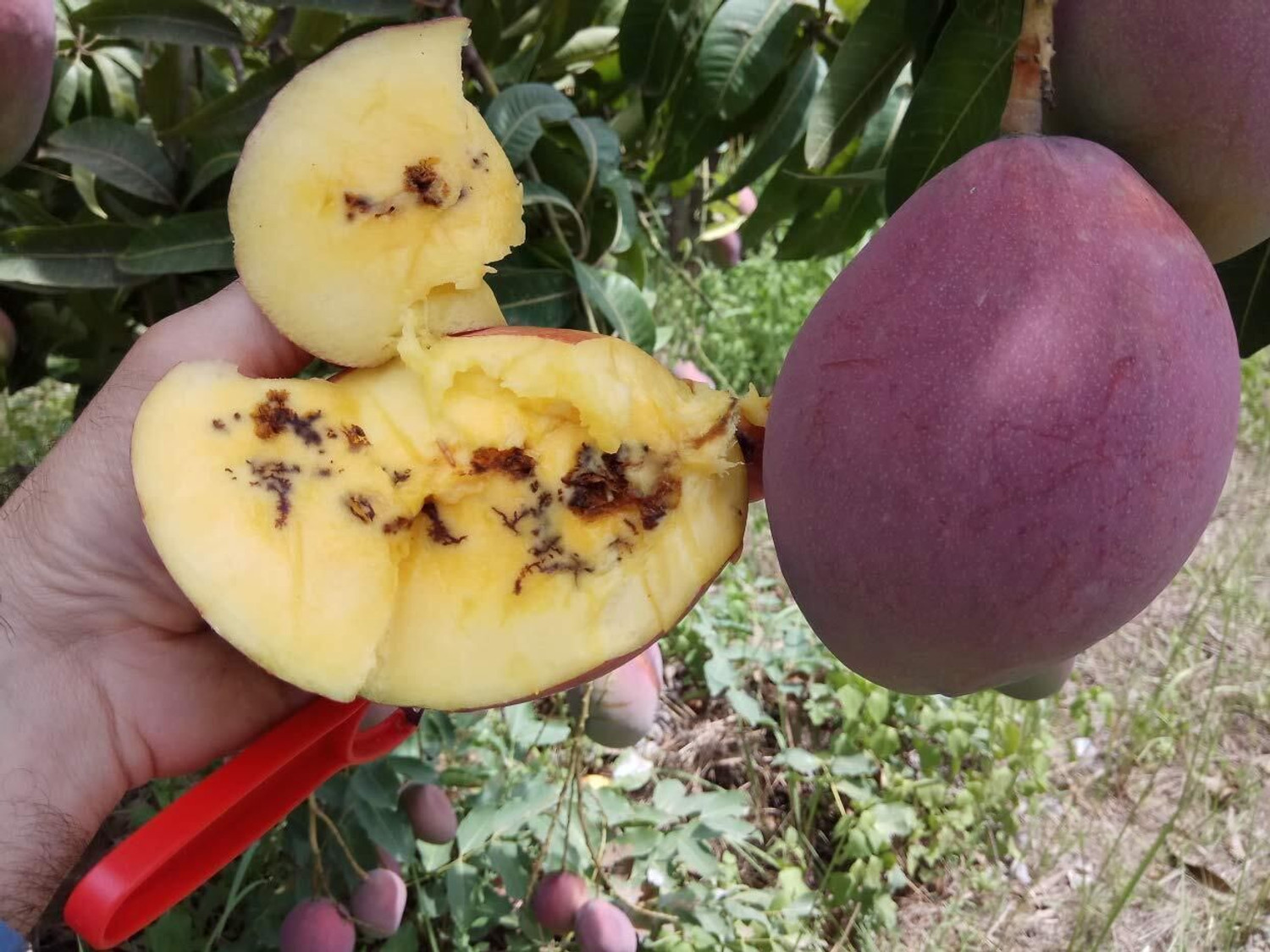 Image of S K Agrotech Bactrocera Dorsailas- fruit fly pheromone lure. used in all fruit crop.