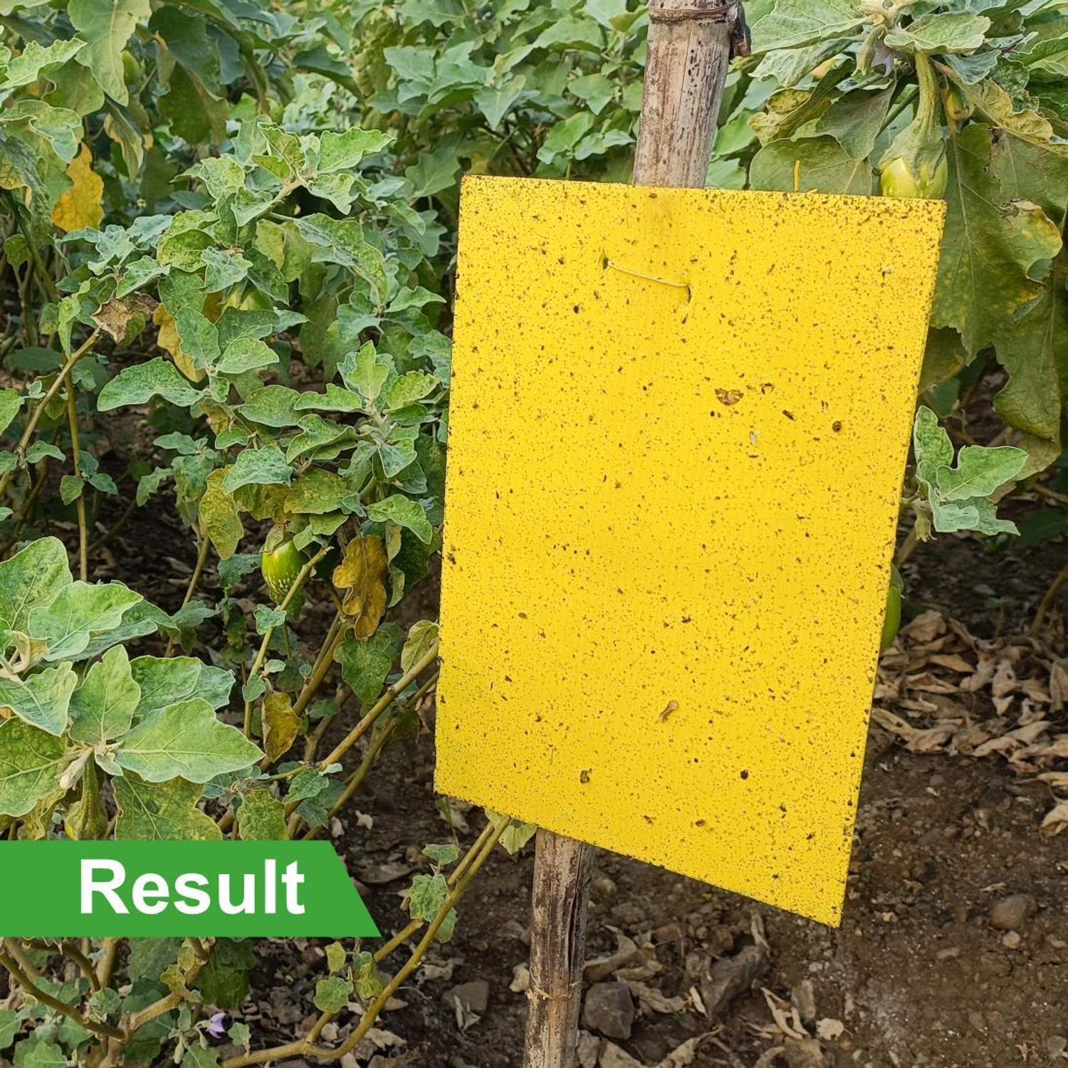 Image of HEDO Yellow & Blue Mix Insect Catcher Sheet To Control Thrips,Aphid & Whitefly(25Pcs)