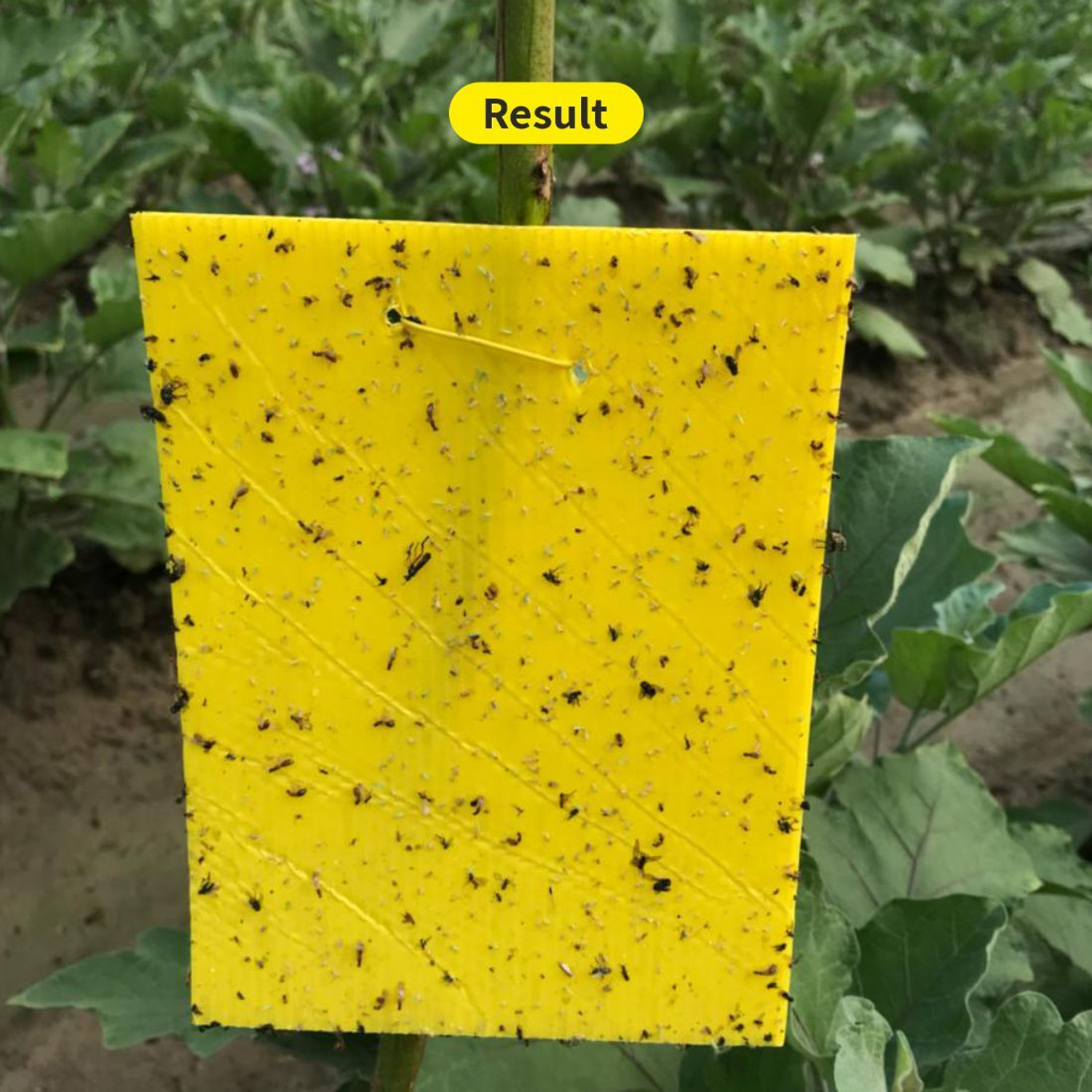 Image of Green Revolution New Sticky Trap Size 150mm * 200mm, Useful For Agri, Garden and Farms.