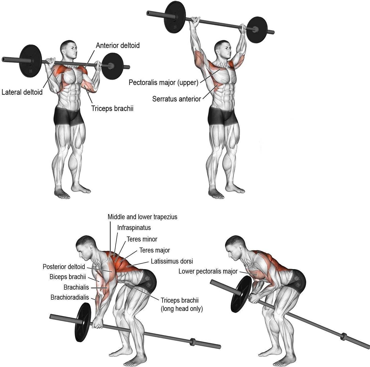 STARX 50 kg PVC Weight Home Gym Combo - Image 4