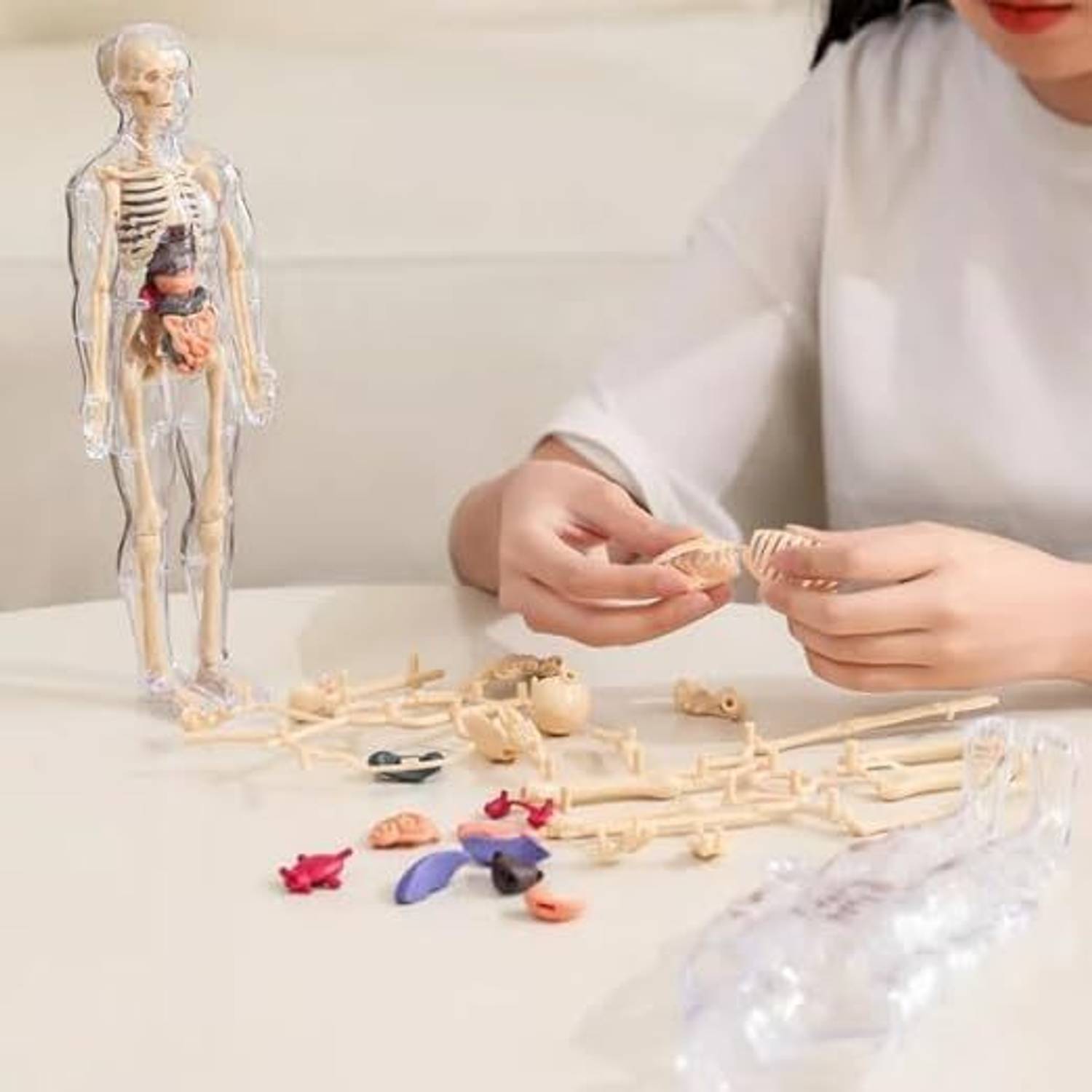 calyxia Human Anatomy Model Kit – Transparent Body