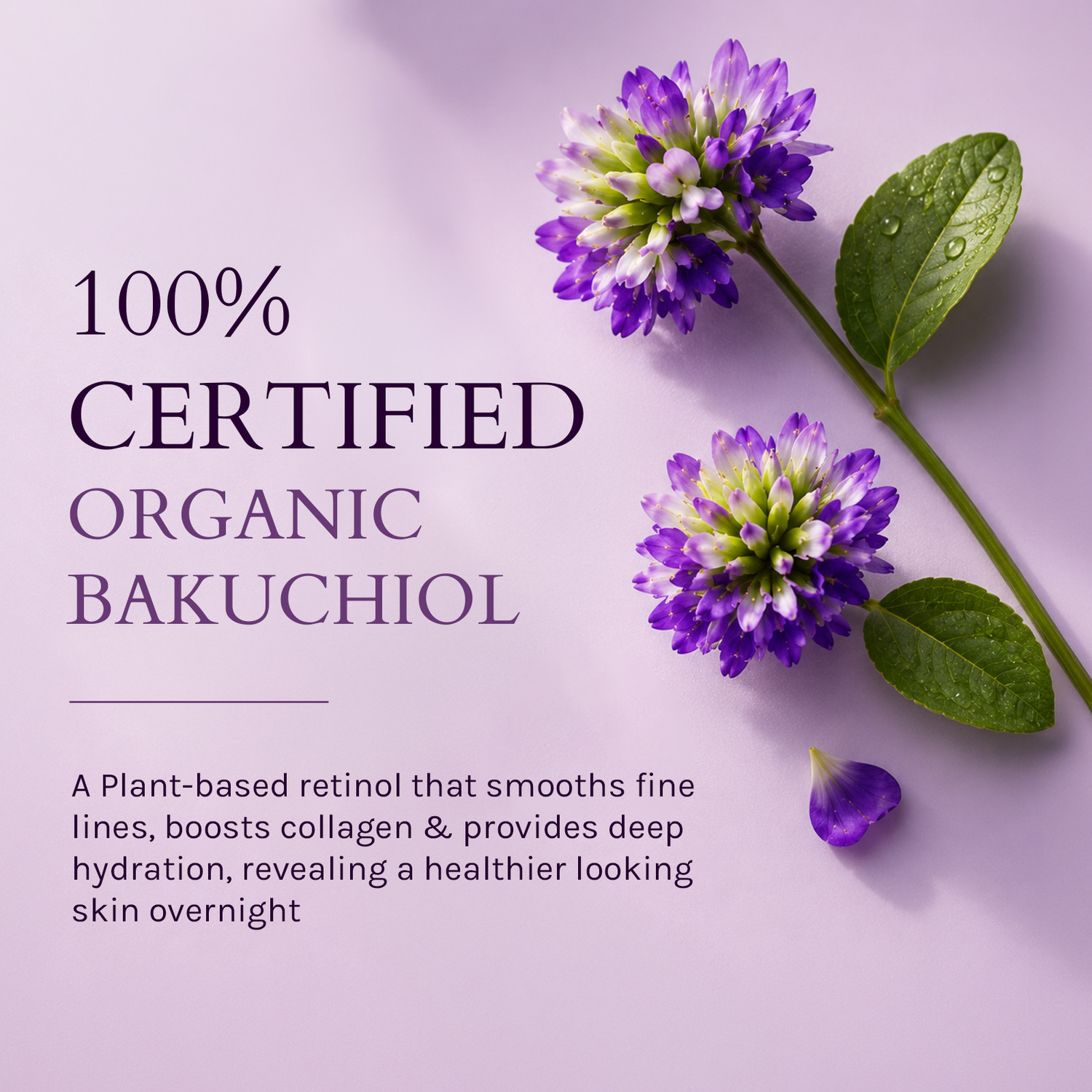 Image of Lotus Organics+ Bakuchiol Plant Retinol Night Recovery Cream | Reduces Fine Lines & Wrinkles