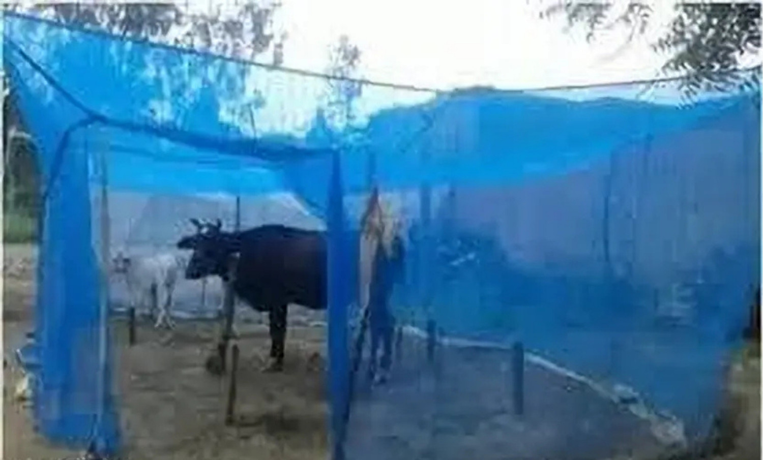 Image of CheckMe Animal Mosquito Net /Machardani for Cow /Buffalo (20x10x10 ft) HDPE - High Density Poly Ethylene Washable Adults Mosquito Net