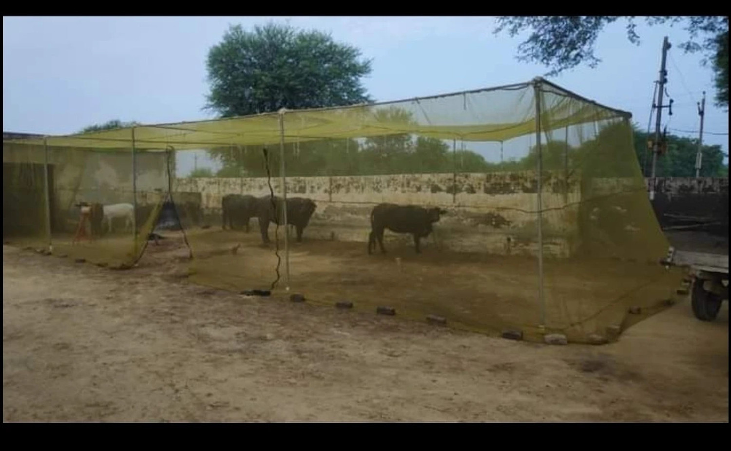 Image of chirag Mosquito net for pet Animals Tent /Machardani Cow /Buffalo (20x10x10) HDPE - High Density Poly Ethylene Washable Adults Mosquito Net