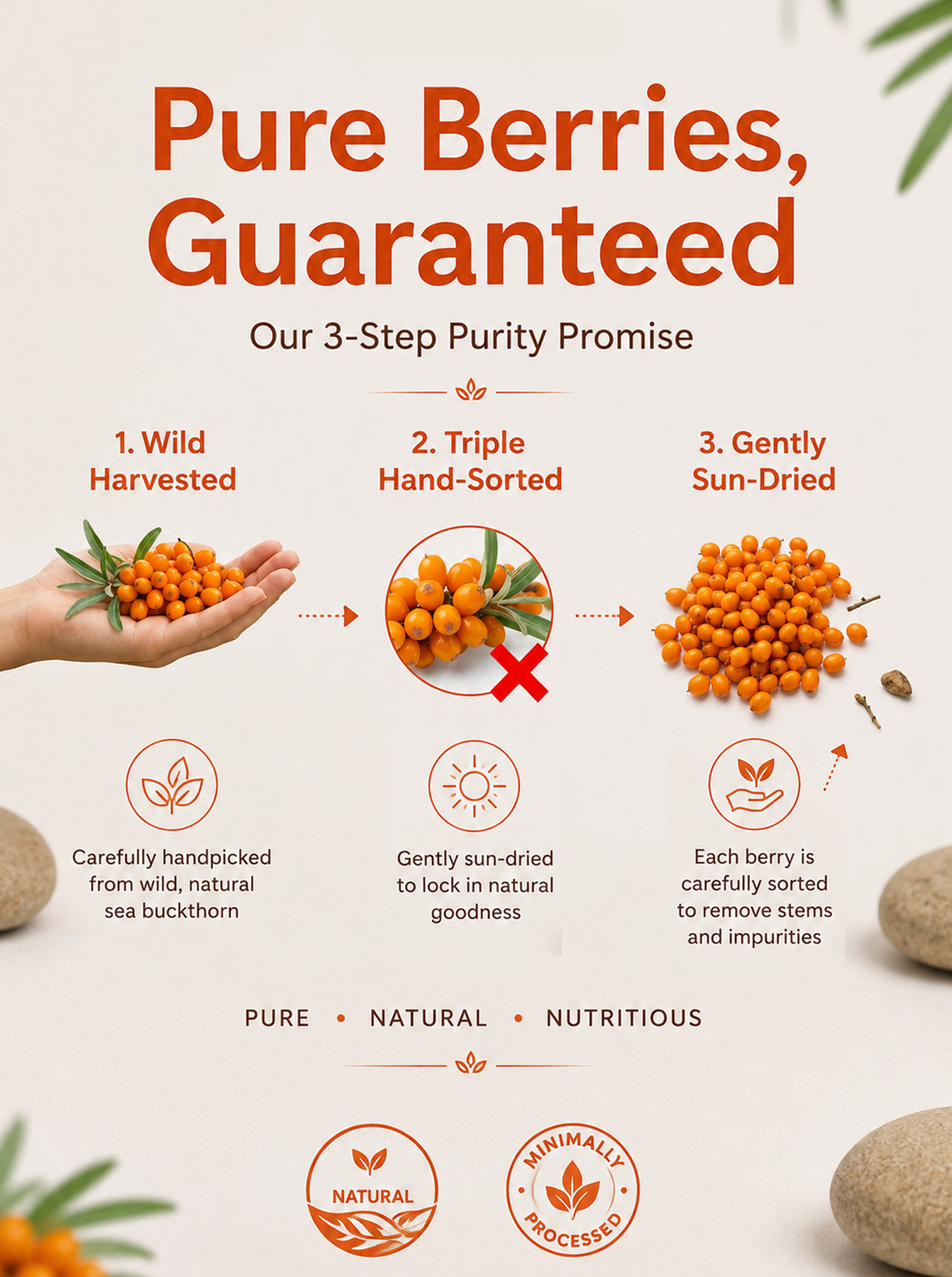 Image of BrijBooti Sea Buckthorn Dried Berries | Original Himalayan Seabuckthorn | Rich In Omega | Golden Berries