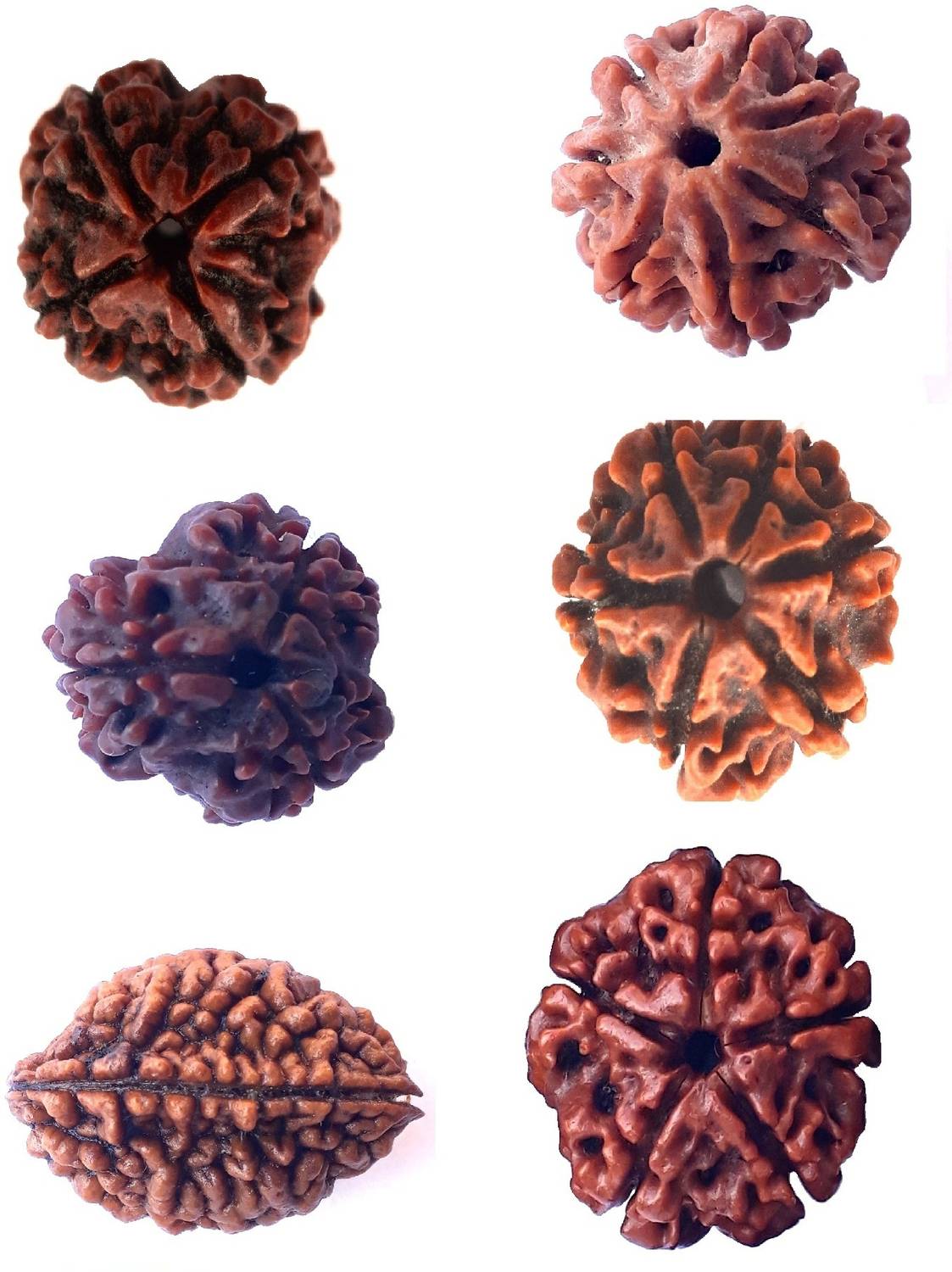 Bhuwar 2,3,4,5,6,7 mukhi rudraksha for necawear Shell