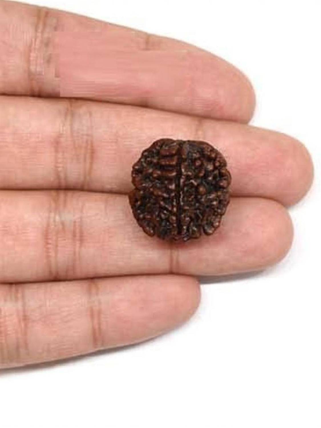 Ajesh Collections Natural lab certified Gol dana Ek mukhi rudraksha bead in silver locket. Wood Pendant