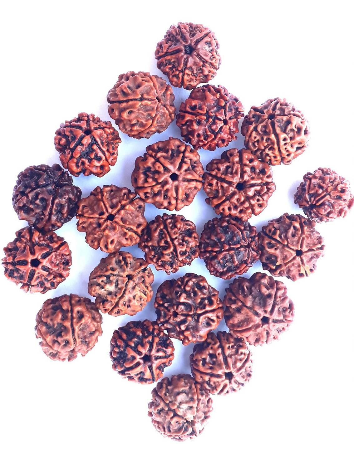 Bhuwar 5 mukhi rudraksha 21 pcs set with hole Shell