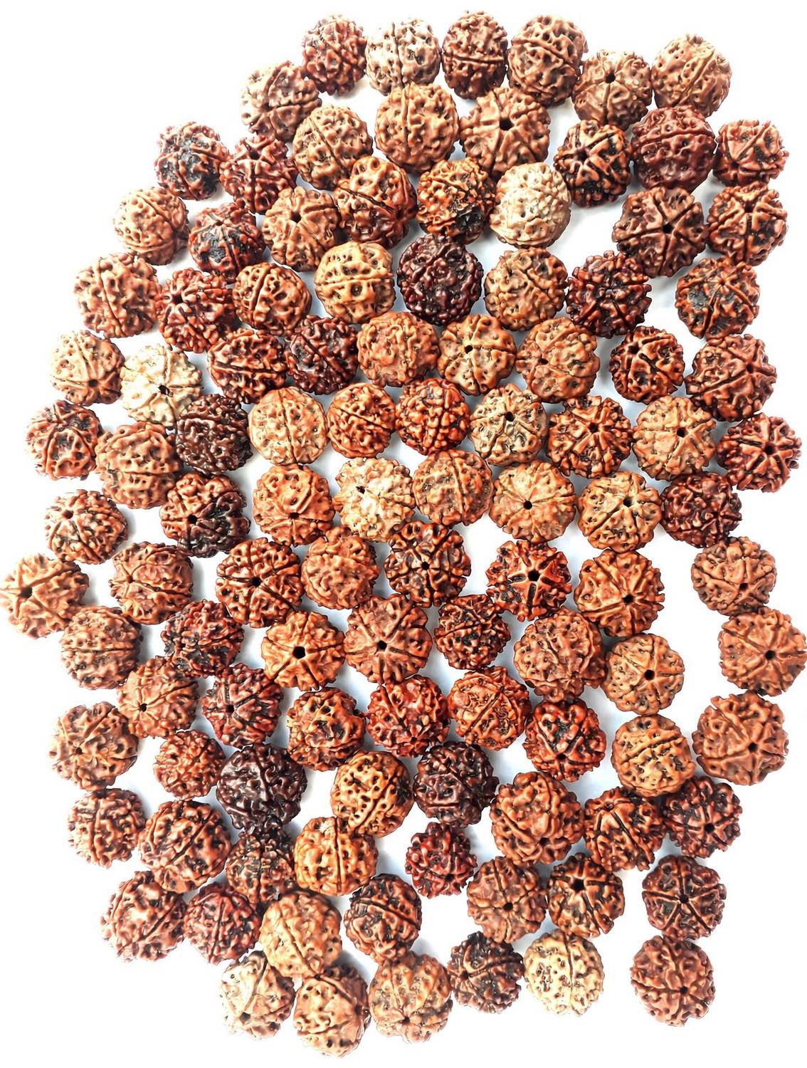 Bhuwar 5 mukhi rudraksha 108 pcs set with hole Nepal beads Shell