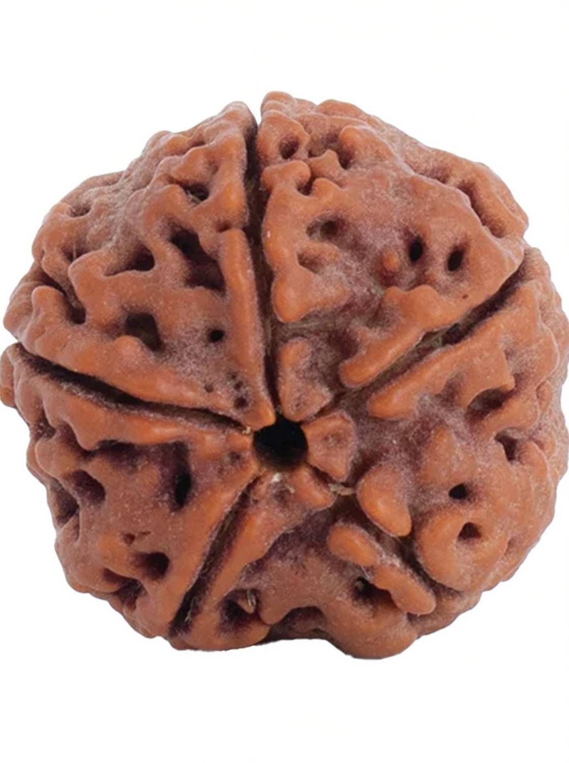 Astrotalk 100% Original Nepal 5 Mukhi Rudraksha | Lab Certified | Sacred Bead | Silk Dori Pendant