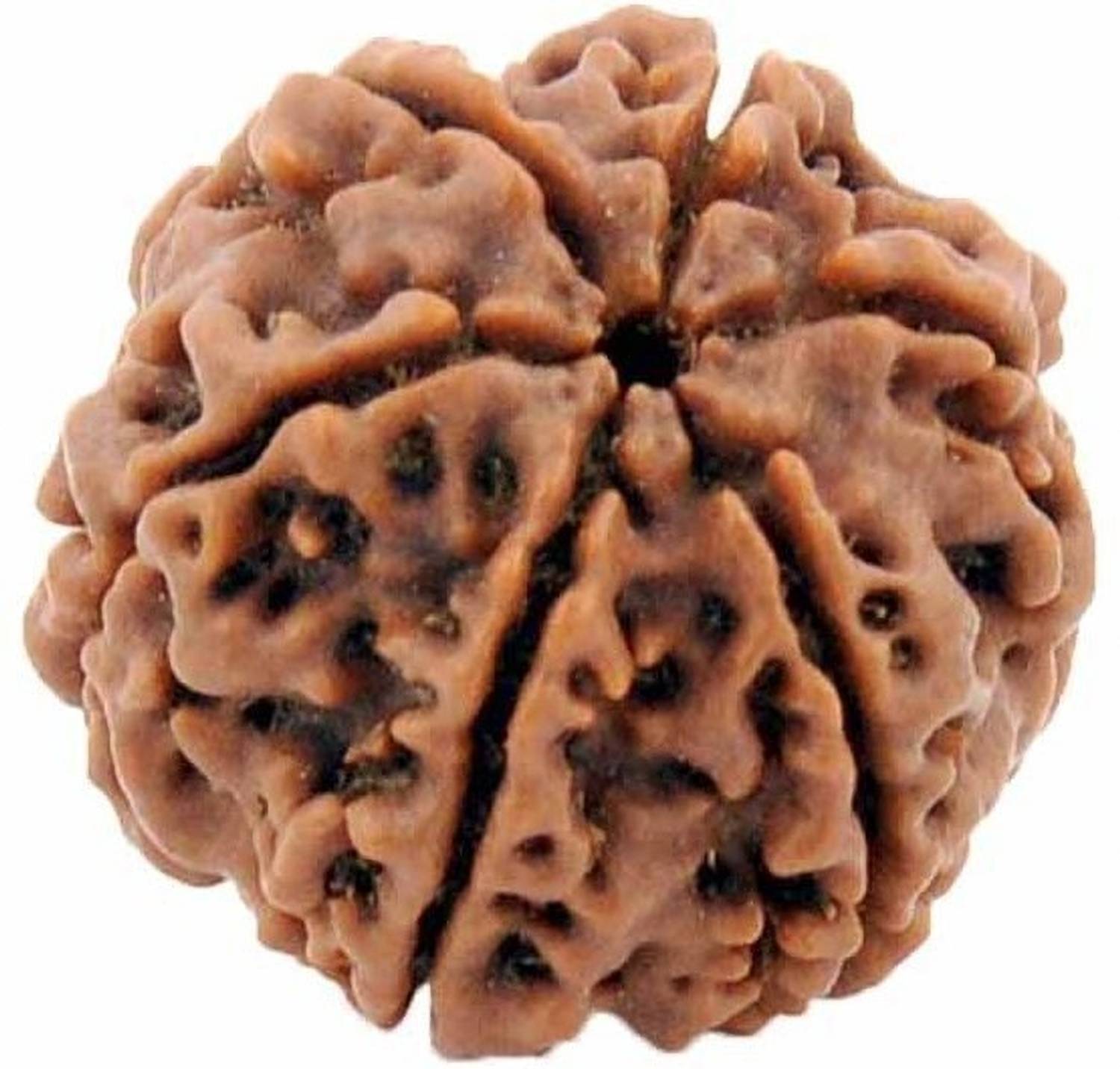3SIX5 6 Mukhi / Six Face Rudraksha with Lab Certificate Wood Pendant