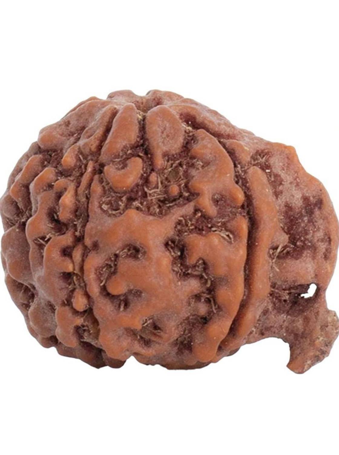 Astrotalk 100% Original Nepal Ganesh Mukhi Rudraksha | Lab Certified | Sacred Bead | Silk Dori Pendant
