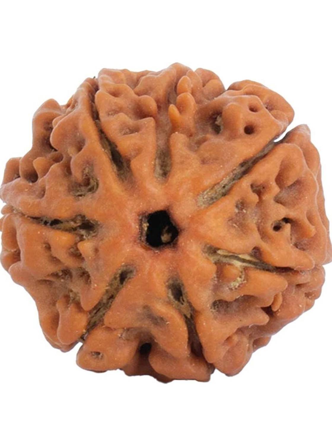Astrotalk 100% Original Nepal 7 Mukhi Rudraksha | Lab Certified | Sacred Bead | Silk Dori Pendant
