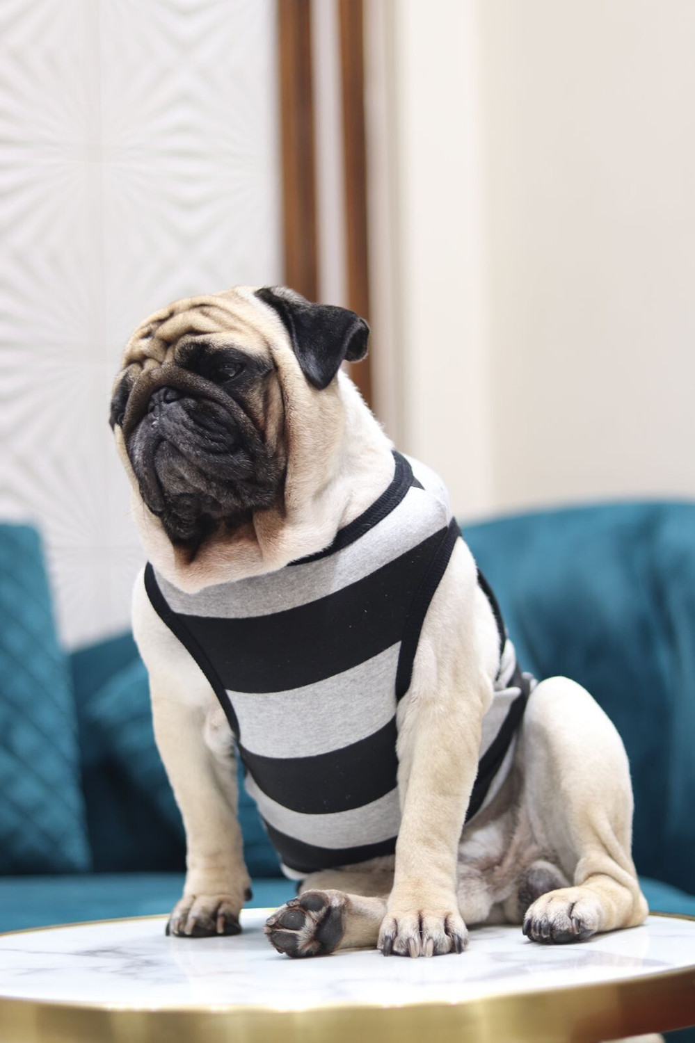 Image of Baeship T-shirt for Dog
