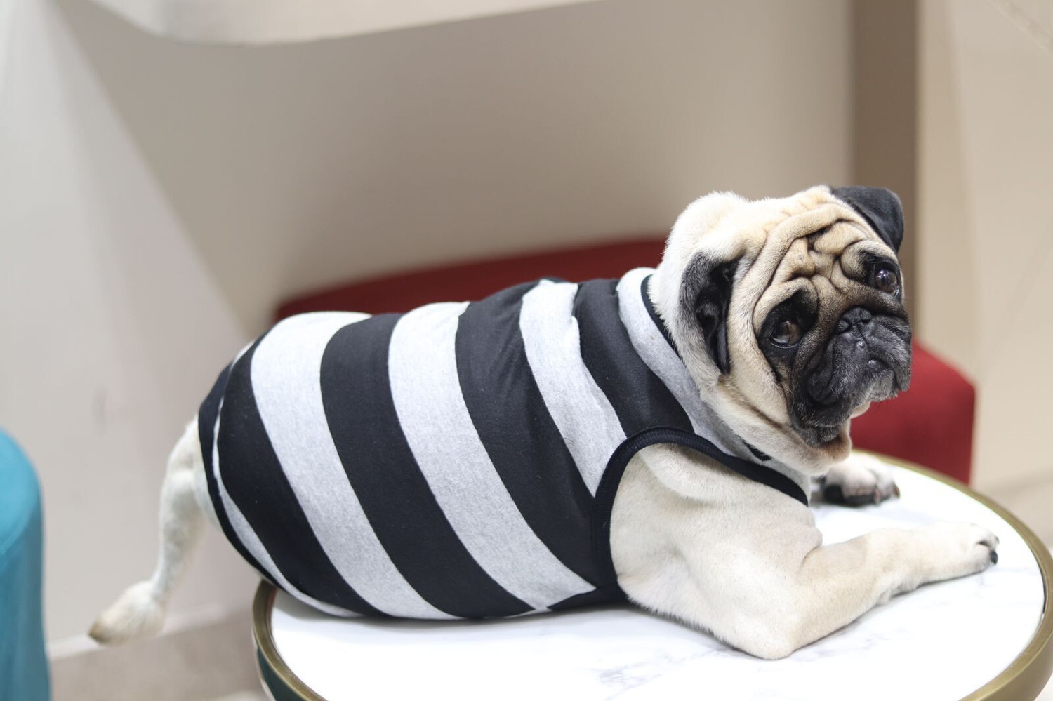 Image of Baeship T-shirt for Dog