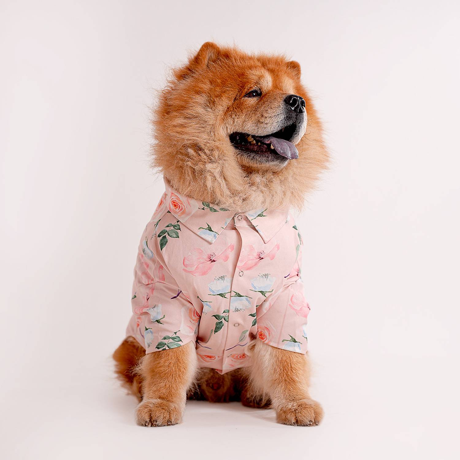 Barks & Wags Shirt for Cat, Dog