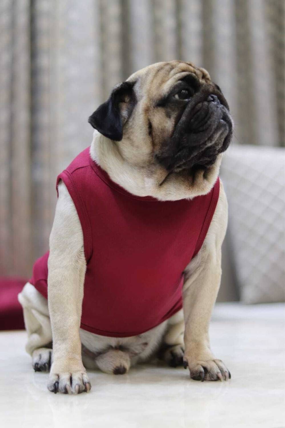Baeship studio T-shirt for Dog