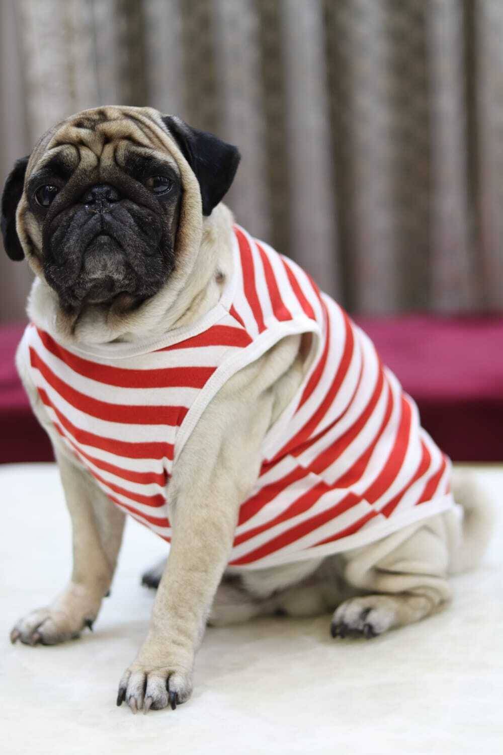 Baeship T-shirt for Dog