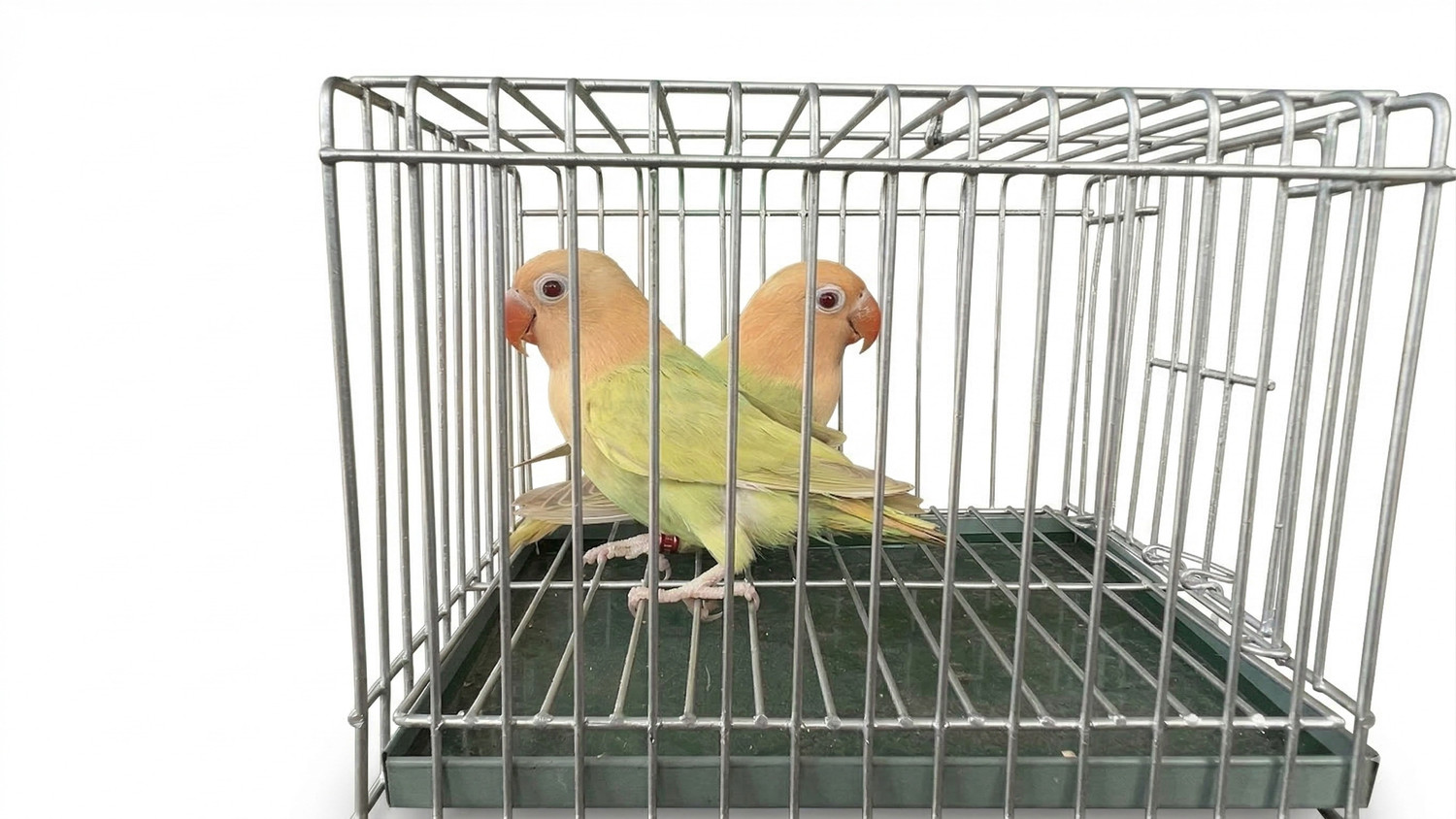 Image of Bethlehem steel Pet Crate