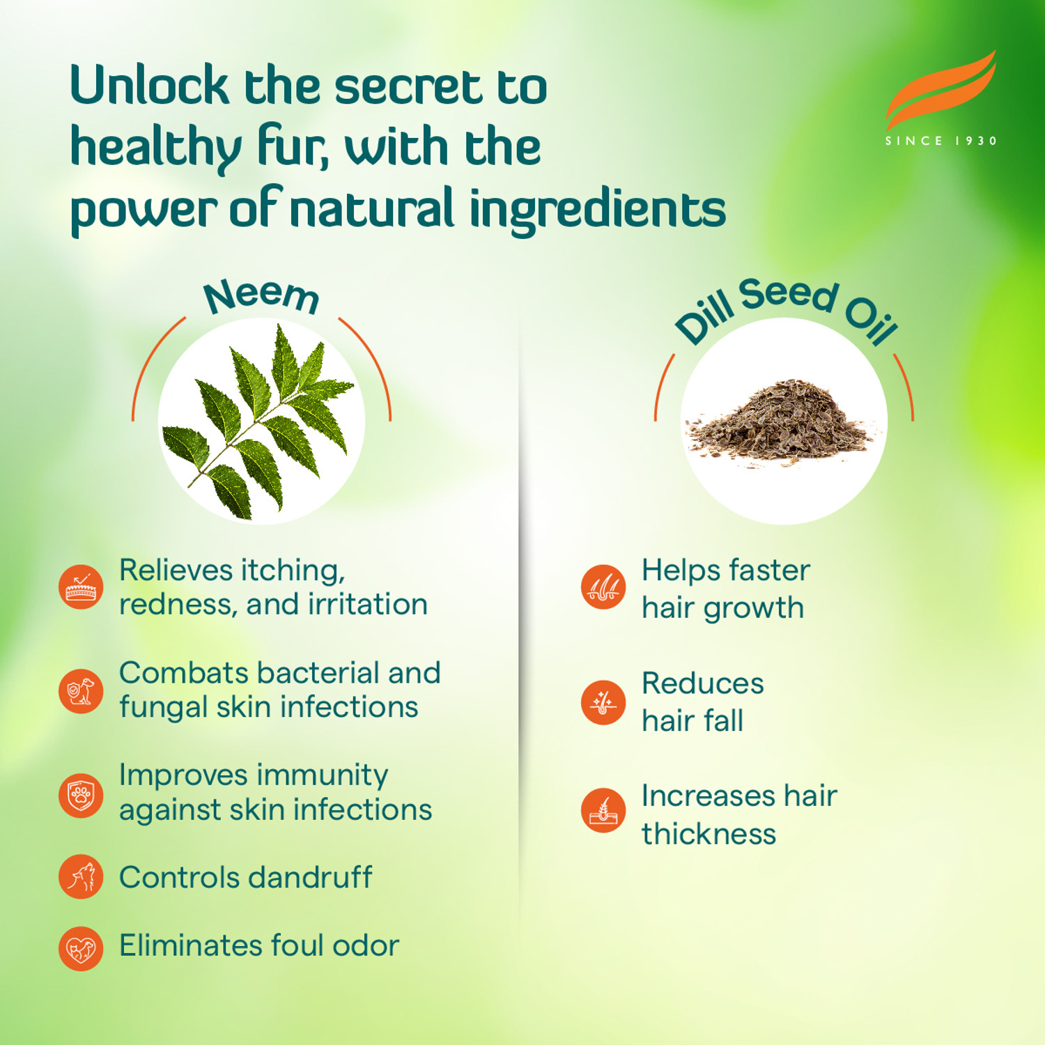 Image of HIMALAYA Erina Coat Cleanser Shampoo I Routine Bathing & Skin Hygiene I Controls Dandruff 200 ml Pet Coat Cleanser