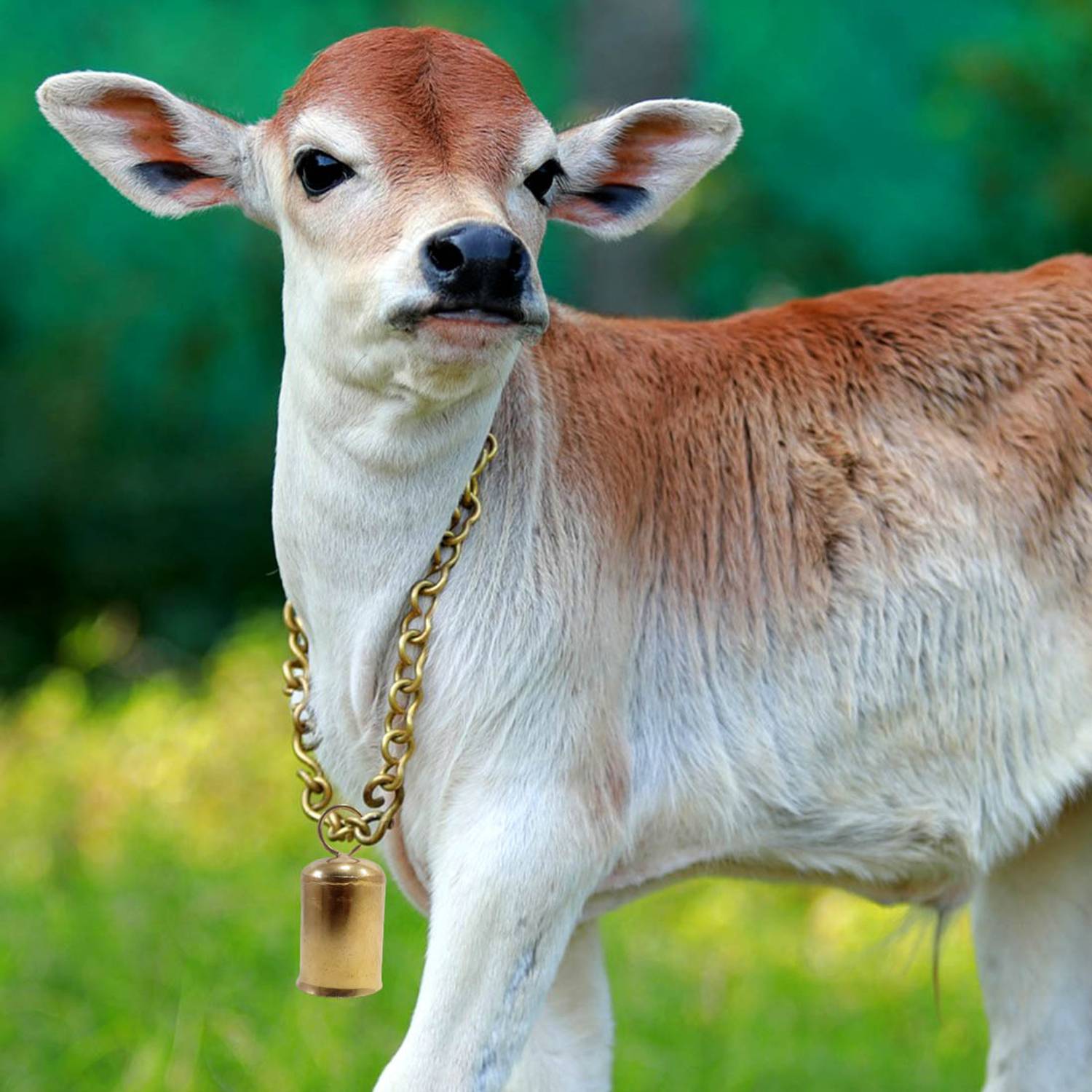 AAGAAZ Cow/Bull/Buffalo Bell ,Neck Bell,Ghanti for Cow Mountable Cowbell Bell Cow Collar Charm