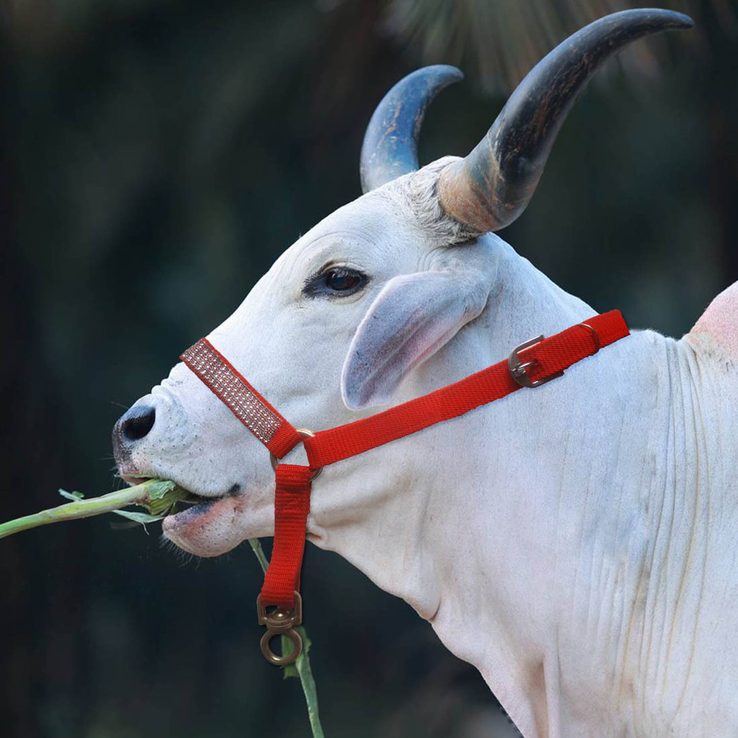 AAGAAZ Cow/Bull/Buffalo/Horse Mohri/mohra with Strong Bhanwar kadhi,cow cord Plain Cow Collar Charm