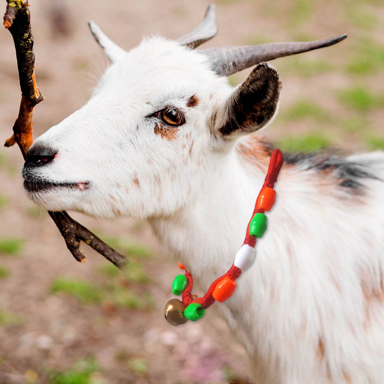 AAGAAZ Goat/Sheep Halter Nylon Rope ,Leash,Goat Cord,Sheep collar,Goat Belt 61cm Bell Cow Collar Charm
