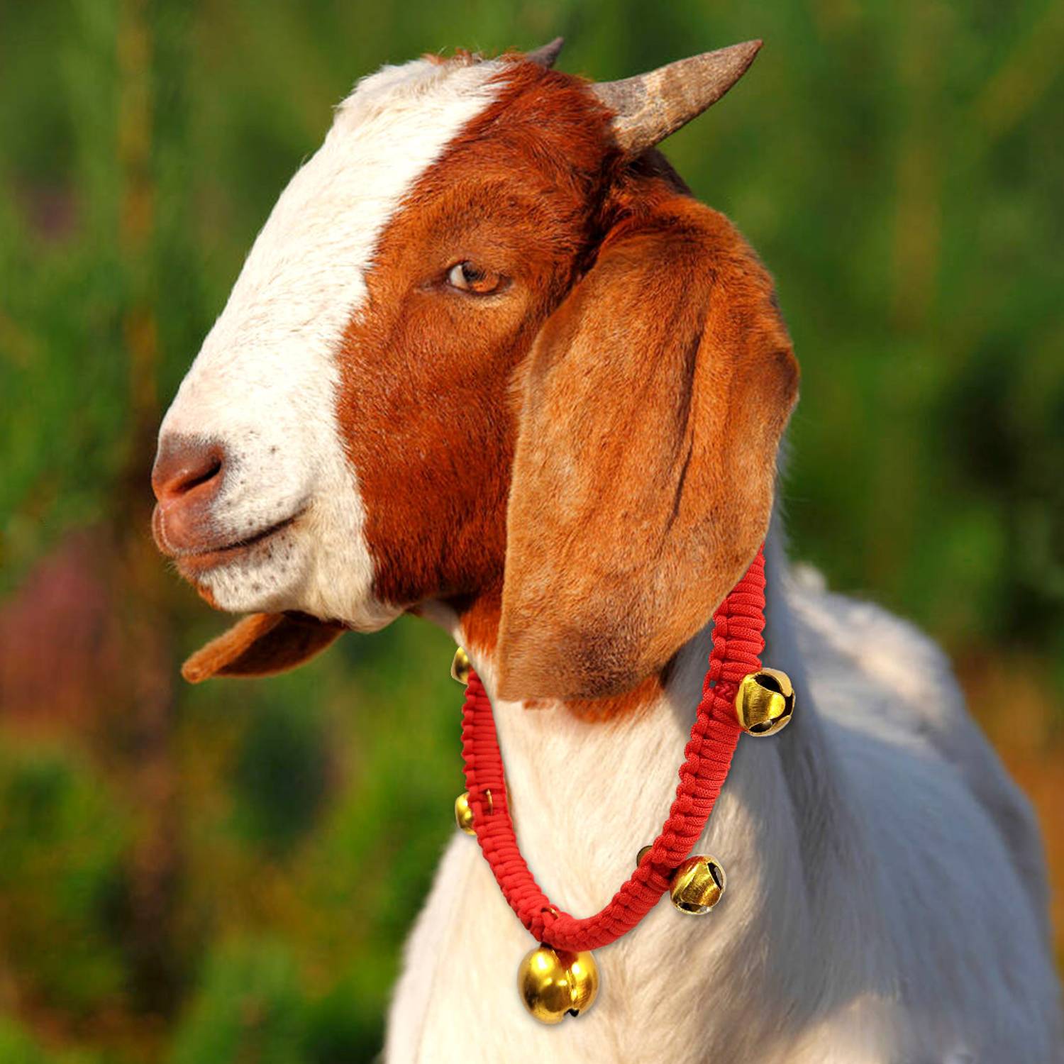 AAGAZ ent Goat neck belt,belt for goat with bells,cowbull/buffallo belt Bell Cow Collar Charm