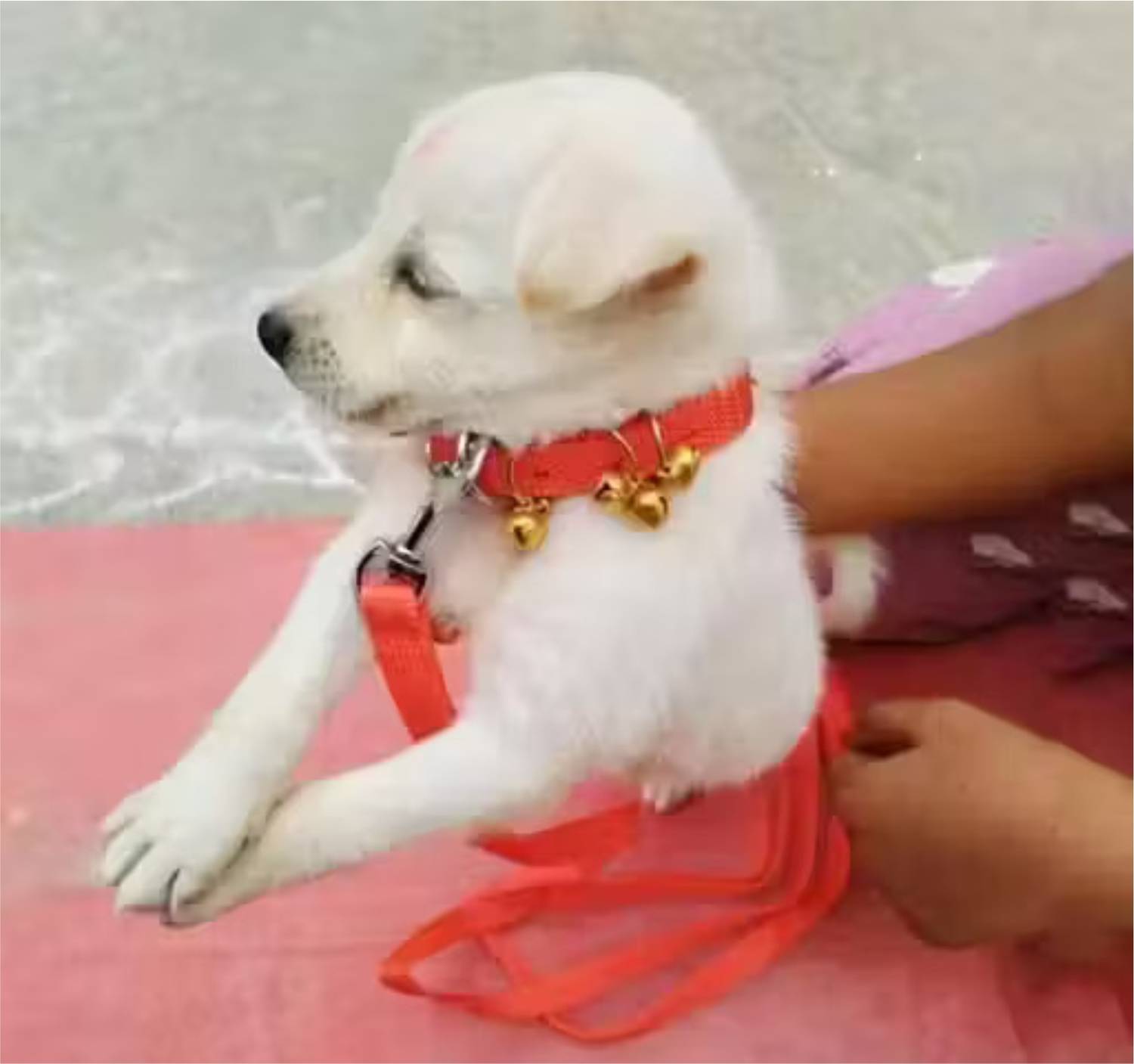 BODY BUILDING Dog Ghungroo Collar Adjustable Comfortable for Dog & Cat Collar & Leash