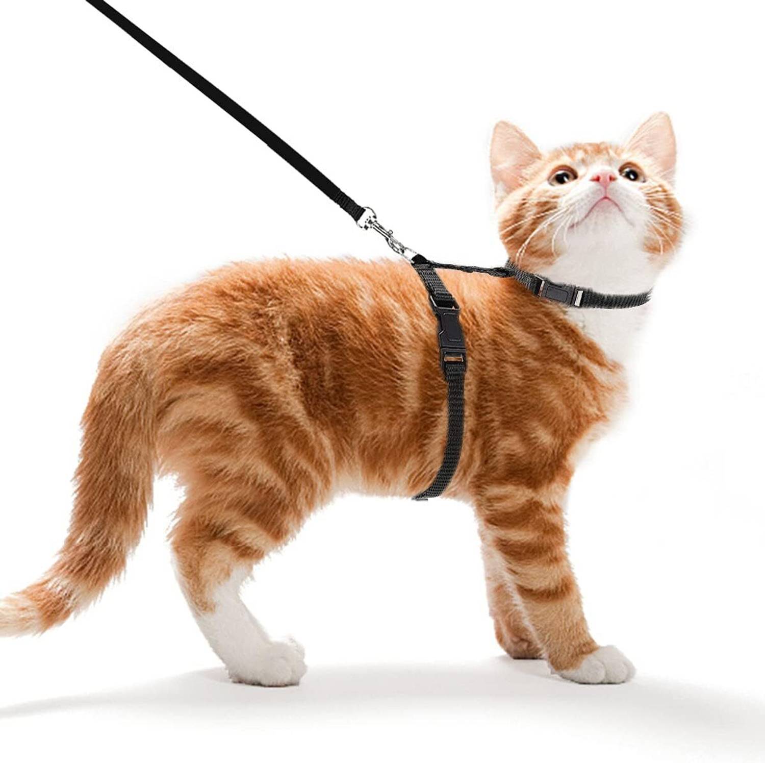BODY BUILDING Adjustable Black Cat Harness with Black Leash for All Cats & Kitten Easy to Fit Easy to Control Cat Harness & Leash